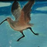 2014, Pastel, Long Billed Curlew