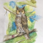 2017, Watercolor, Owl
