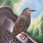2021, Acrylic, Italian Starling in Rome