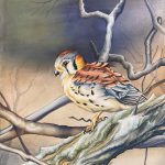 2021, Watercolor, American Kestrel