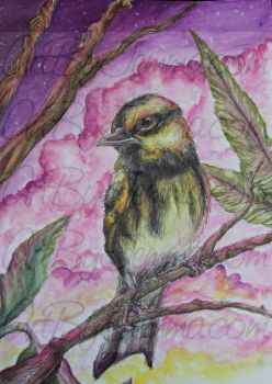 2018, Watercolor, Townsend's Warbler